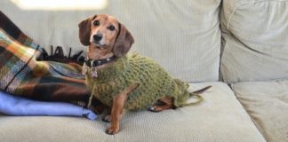 Bátran tartsunk háziállatot a lakásban tisztítógép