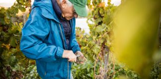 Hogyan és mikor kell metszeni a szőlőt? szőlő metszése