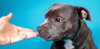 A kutyák ki tudják szagolni a rákos megbetegedéseket? kutya