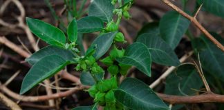 Kelet misztikus növénye: az ashwagandha Kelet misztikus növénye az ashwagandha