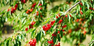 A múlt ízei: tájfajták és régi magyar gyümölcsök kertész